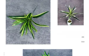 Detail of artificial Dracaena leaves with yellow edges in a white patterned ceramic vase