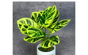 Detailed view of artificial Calathea plant leaves with yellow-green stripes in white pot