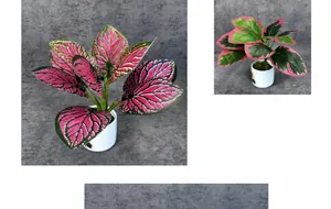 Detailed close-up of pink and green caladium leaves with veins in a white ceramic pot