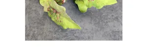 Close-up of 3D artificial Alocasia leaf with green surface and pink spotted patterns