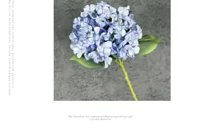 Detailed view of light blue hydrangea petals with natural texture and green leaves