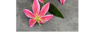 Detailopname van roze kunstmatige vlampalm lelie met realistische rode vlekken en groene bladeren