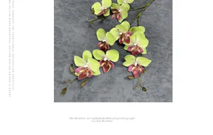 Detail van geelgroene 3D-orchideeënbloemen met donkerrode vlekken en nieuwe knoppen