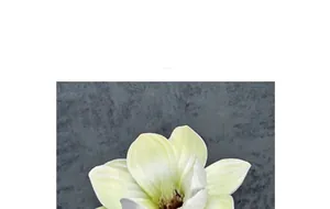Makroaufnahme von 13cm EVA Magnolienblütenkopf mit dicken cremeweißen Blütenblättern