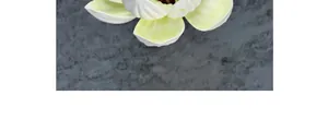 Detailaufnahme der realistischen Textur und Adern der weißen EVA-Magnolienblütenblätter