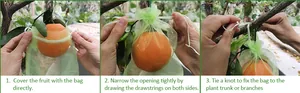 Detailed steps of using mesh fruit protection bags with drawstrings for pest control