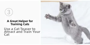 British Shorthair kitten playing and pouncing on an interactive cat teaser wand toy