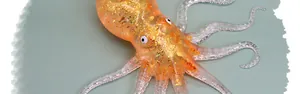 Close-up of a colorful TPR octopus squishy toy with sparkling gold glitter inside for stress relief