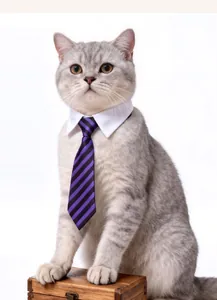 Detailed view of a striped purple pet tie and white collar set on a cute cat