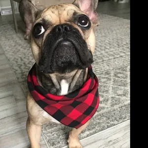 Close-up of a French Bulldog wearing a classic red and black buffalo plaid pet bandana scarf