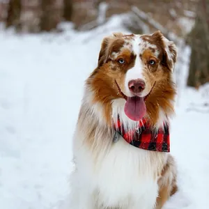 Close-up of a smiling dog wearing a classic red and black plaid bandana in snowy winter woods