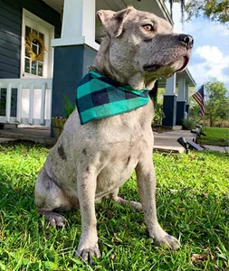 Grey dog wearing a green and black plaid pet bandana on a sunny lawn outdoors near house.