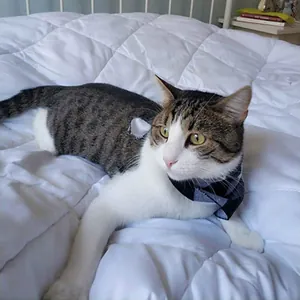Close-up of a blue and grey plaid pet bandana scarf worn by a domestic tabby cat on a bed