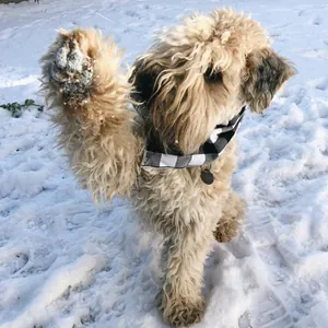 Detailed view of a fluffy dog wearing a classic black and white plaid pet bandana in the snow