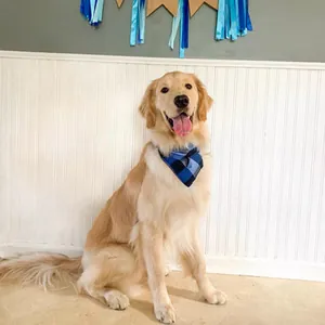 Golden Retriever wearing a classic blue and black plaid dog bandana in a home setting
