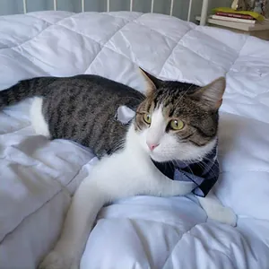 Classic plaid triangular pet bandana scarf accessory for cats and small dogs on white bed