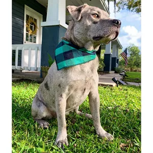 Classic green buffalo plaid dog bandana scarf for small to medium pets in autumn winter