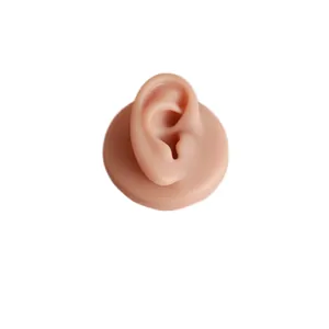 Realistic silicone ear model for piercing practice and jewelry display on white background