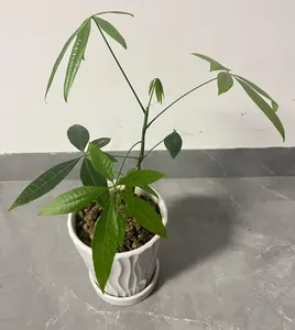 Vibrant green money tree plant in a decorative white wavy ceramic pot on tile floor