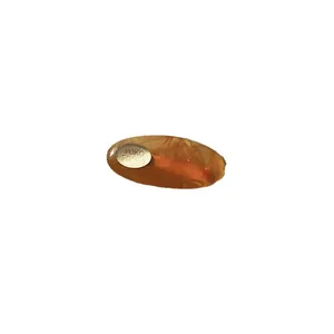 Minimalist amber oval resin hair clip featuring a golden metallic POKO FOSCA brand tag.