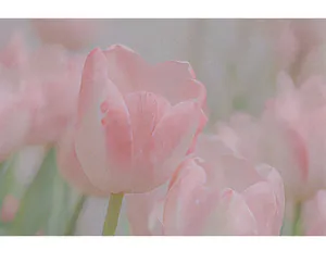 Close-up of elegant pink tulip flower pen for teacher gift with vintage film texture.