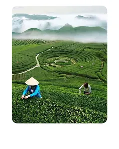 Workers wearing traditional sun protection hats in a lush green tea plantation field