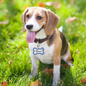 Detail of a custom bone-shaped pet ID tag with blue glitter edges on a dog collar.