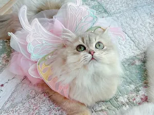 Detailansicht einer Katze im rosa Schmetterlings-Prinzessinnenkleid für Haustiere