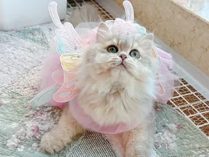 Detaillierte Ansicht einer Katze im rosa Schmetterlingsfee-Prinzessinnen-Haustierkleid
