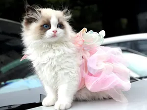 Detail eines rosa Schmetterlings-Fee-Haustierkleids auf einem flauschigen Kätzchen