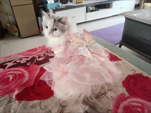 Detaillierte Ansicht der rosa Schmetterlingsflügel an einem Haustier-Prinzessinnenkleid
