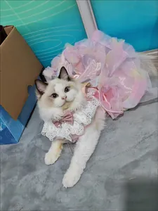 Nahaufnahme einer Katze in einem rosa Tüll-Prinzessinnenkleid mit Spitze und Schleife.