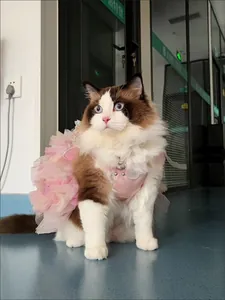 Detailansicht eines rosa gerüschten Haustier-Prinzessinnenkleides an einer Ragdoll-Katze