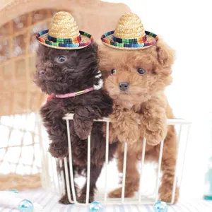 Close-up of two cute poodles wearing mini woven straw Mexican sombreros with colorful brims