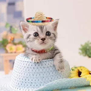 Gattino che indossa un mini sombrero messicano in paglia con bordo intrecciato colorato