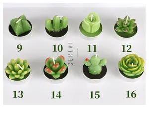 Vue macro détaillée de diverses bougies en forme de succulentes et de cactus en boîte.