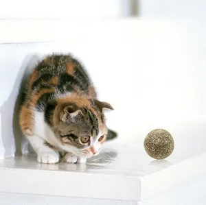 Φυσική μπάλα catnip για γάτες με ένα χαριτωμένο γατάκι σε καθαρό λευκό φόντο