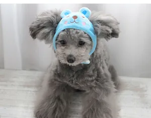 Cute blue plush pet headgear with bear ears for small dogs and cats shown on a model dog