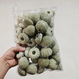 Bulk natural green sea urchin shells for air plant pots, DIY crafts and home decor.