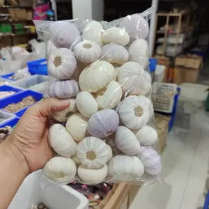 Detail view of bulk natural purple and white sea urchin shells for DIY air plant decor
