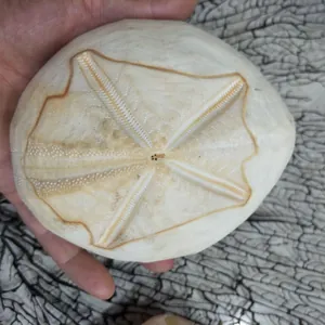 Macro view of a natural white sea urchin shell featuring a delicate star pattern