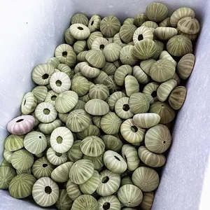 Bulk natural green sea urchin shells for air plant planters and Mediterranean decor