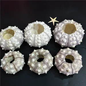 Natural sea urchin shells for air plant pots with unique textures and patterns