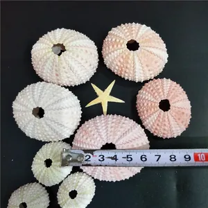 Detailed view of natural pink sea urchin shells with a tape measure showing the diameter size