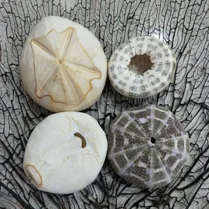 Detailed view of four assorted natural sea urchin shells for air plants on a black sea fan background