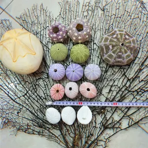 Natural Sea Urchin Shell Air Pineapple Planter Pot Mediterranean Coastal Home Decor Ocean Style Shell Ornaments For Indoor Plants Crafts