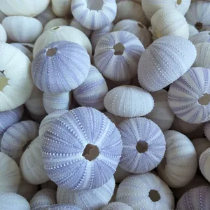Premium natural purple and white sea urchin shells for air plant pots and home decor