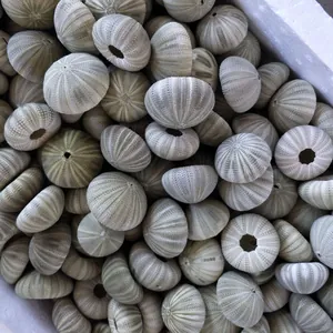 Bulk natural sea urchin shells for Mediterranean style decor and air plant pots