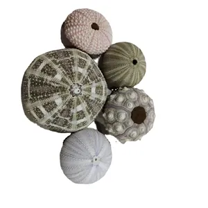 Collection of five assorted natural sea urchin shells for air pineapple plant holders