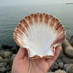 Große natürliche weiße Jakobsmuschel perfekt für DIY-Malerei und Dekoration im Strandstil